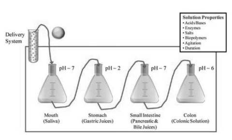 in vitro human digestion model of multi-step