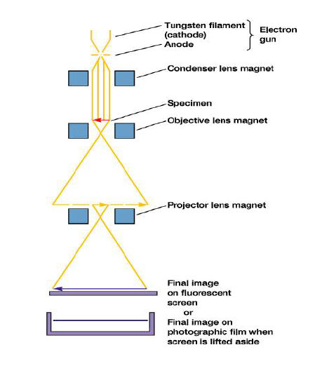 투과전자 현미경의 원리