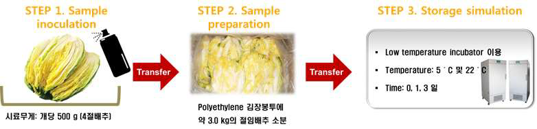 E . coli O157:H7 접종 절임배추 저장실험 모식도