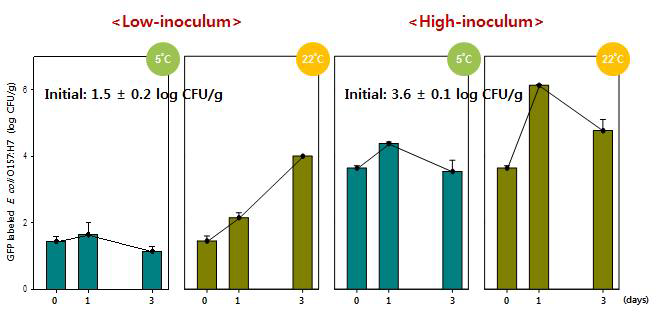 E . coli O157:H7을 저 농도(low-inoculum) 및 고 농도(high-inoculum)로 접종 한 절임배추의 저장 중 미생물 생존추이