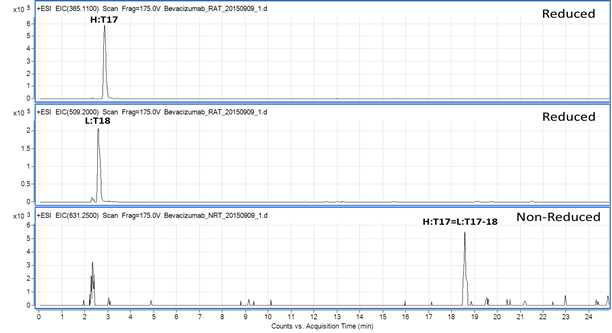 Bevacizumab 에서 확인되는 H:T17 및 L:T18 peptide (XIC)