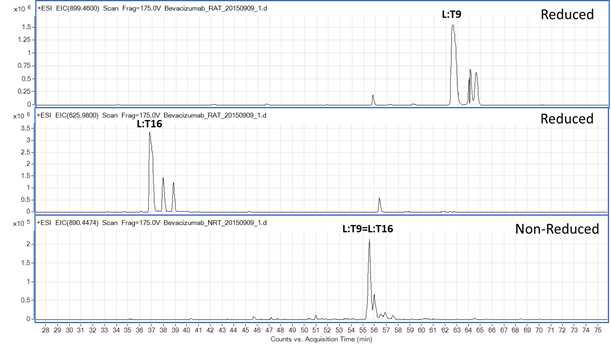Bevacizumab 시료에서 확인되는 L:T9 및 L:T16 peptide (XIC)