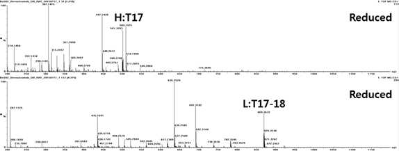 Bevacizumab 에서 확인되는 H:T17, L:T17-18 및 H:T17=L:T18 peptide (MS1)