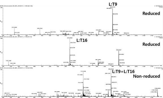 Bevacizumab 시료에서 확인되는 L:T9 및 L:T16 peptide (MS1)