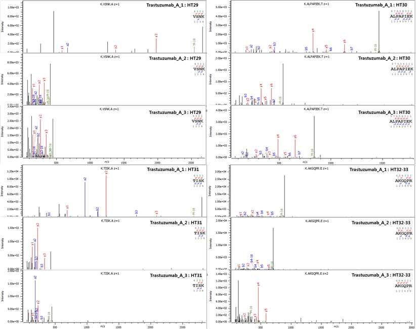 Trastuzumab 단백질 HT29-33 peptide의 fragmentation