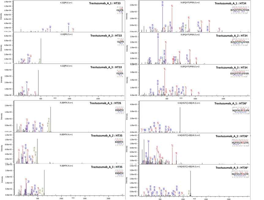 Trastuzumab 단백질 HT33-36* peptide의 fragmentation