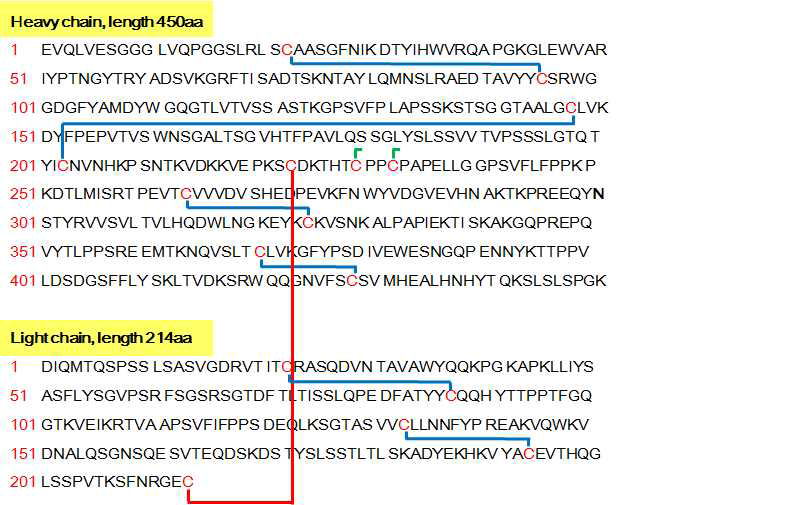 트라스투주맙 Disulfide bond 구조