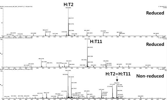 Trastuzumab 에서 확인되는 H:T2 및 H:T11 peptide (MS1)
