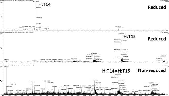 Trastuzumab 에서 확인되는 H:T14 및 H:T15 peptide (MS1)
