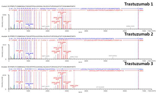 Trastuzumab 단백질 H:T15 (Cys203) peptide의 확인