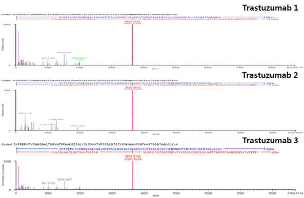 Trastuzumab 단백질 H:Cys147=H:Cys203 disulfide bond의 확인