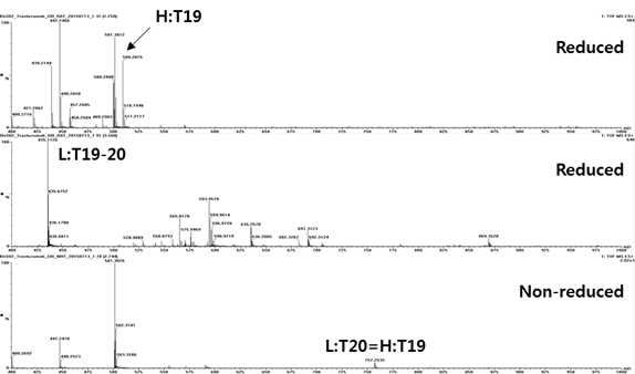 Trastuzumab 에서 확인되는 H:T19, L:T19-20 및 H:T19=L:T20 peptide(MS1)