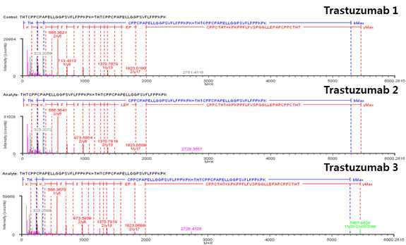 Trastuzumab 단백질 H:Cys229-H:Cys229, H:Cys232-H:Cys232 disulfide bond의 확인