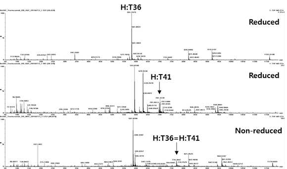 Trastuzumab 시료에서 확인되는 H:T36 및 H:T41 peptide (MS1)