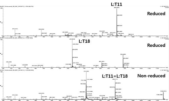 Trastuzumab 시료에서 확인되는 L:T11및 L:T18 peptide (MS1)