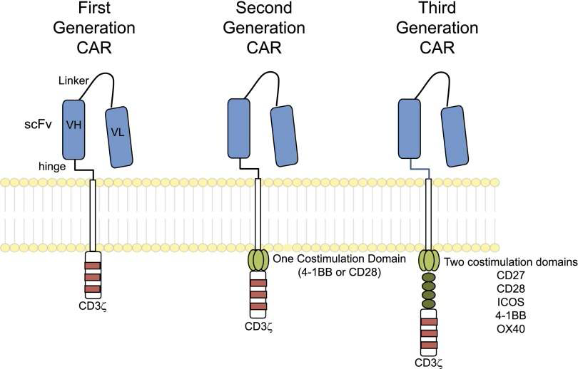 CAR의 세대별 유전자 construct
