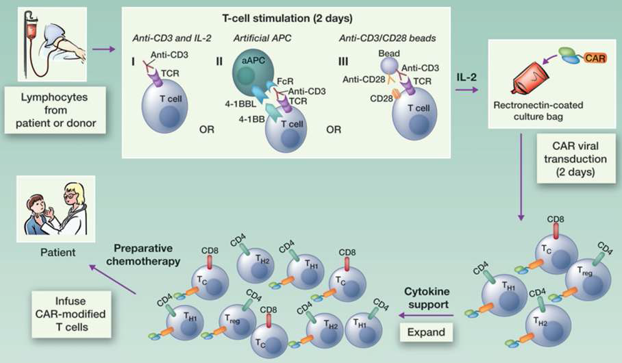 T 세포 활성화 방법 및 CAR 도입 T 세포의 type