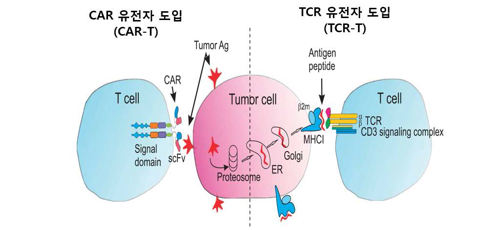 CAR 유전자 도입 T 세포와 TCR 유전자 도입 T 세포의 표면 구조 차이