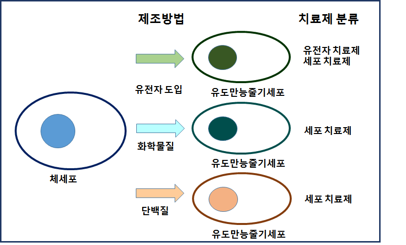 유도만능줄기세포의 제조법에 따른 유전자 치료제 분류 여부