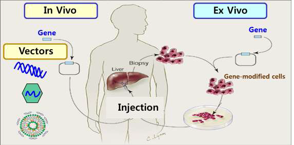 Ex vivo 유전자 치료제와 In vivo 유전자 치료제