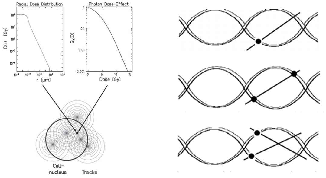 A sketch of the LEM (left) and MKM (right).