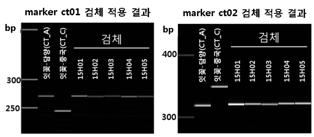 한국산과 중국산 잇꽃 구분 마커(ct01, ct02)를 식약처 검체 5점에 적용 결과