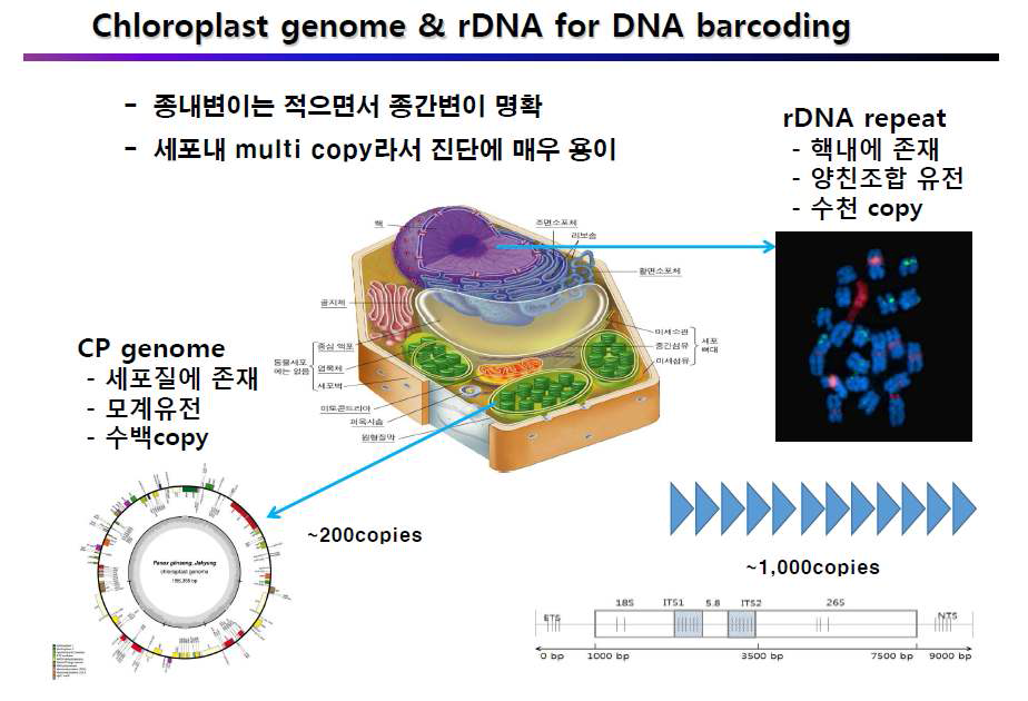 엽록체 유전체와 rDNA의 특성