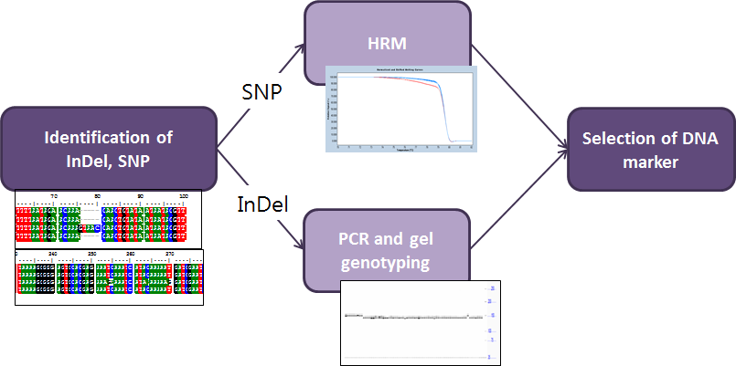 SNP, InDel을 이용한 DNA 마커 개발 과정 모식도