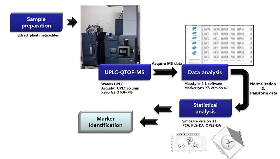 UPLC-QTOF-MS를 이용한 대사체 분석 과정 모식도