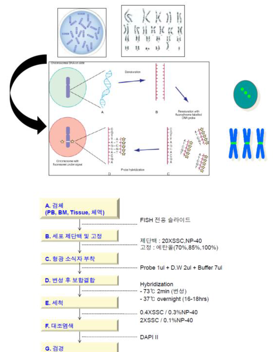 형광제자리보합법 시행의 기본적인 흐름도