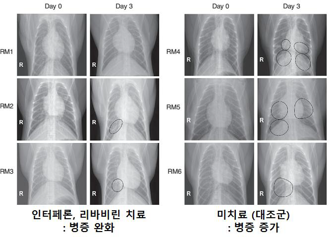 동물 모델을 이용한 MERS 치료제(인터페론, 리바비린) 개발