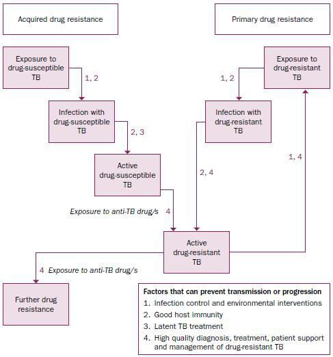 항생제 내성 결핵을 유발시키는 두 가지 경로
