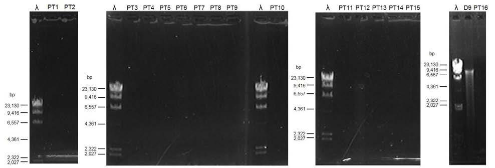 반하시료의 DNA 추출 후 0.7 % agarose 겔에서 DNA 농도 비교.