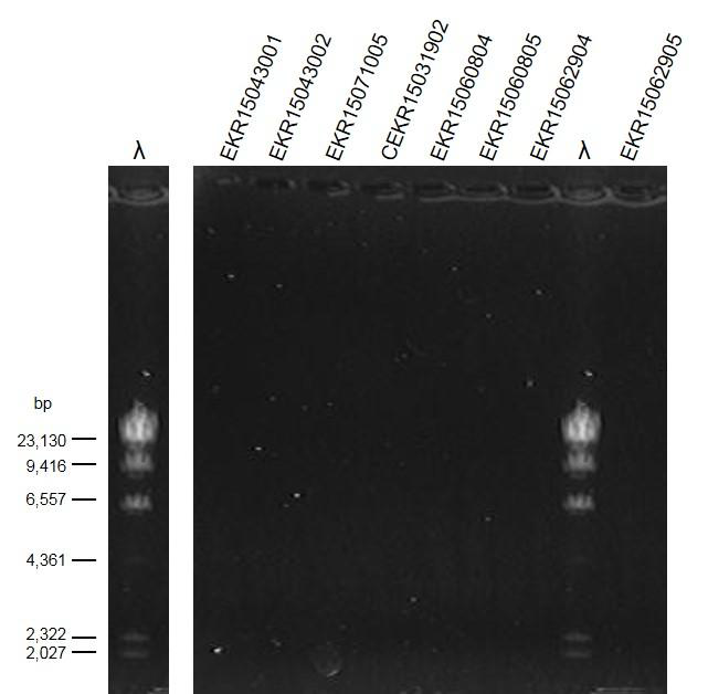 감수 시료의 DNA 추출 후 0.7 % agarose 겔에서 DNA 농도 비교.