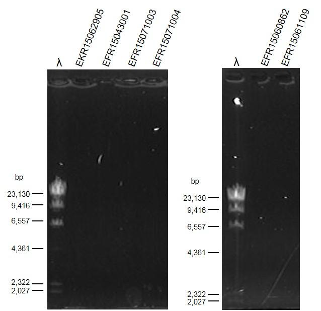 낭독시료의 DNA 추출 후 0.7 % agarose 겔에서 DNA 농도 비교.