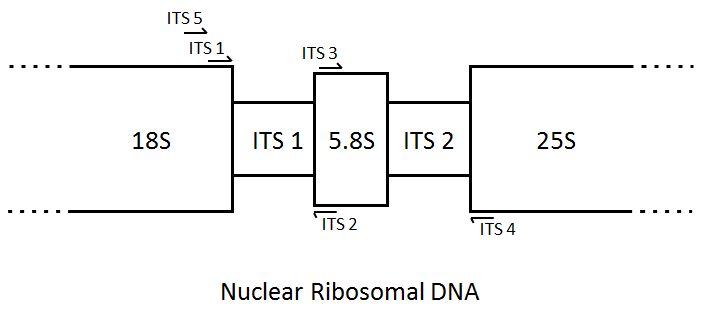 핵 ribosomal DNA의 ITS 구간의 구조 및 primer의 위치.
