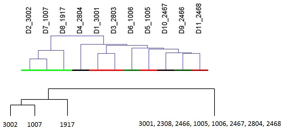 수집된 백부자 및 유통품시료(11개)의 LC-MS 분석데이터 기반 Hierarchical Clustering Analysis(HCA) dendrogram