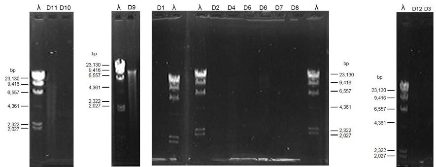 백부자 시료의 DNA 추출 후 0.7 % agarose 겔에서 DNA 농도 비교.