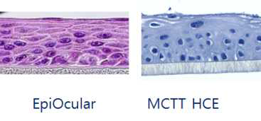 EpiOcular와 MCTT HCETM 모델의 조직병리사진