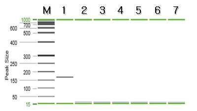 흰다리새우 특이 프라이머를 이용한 PCR 결과.
