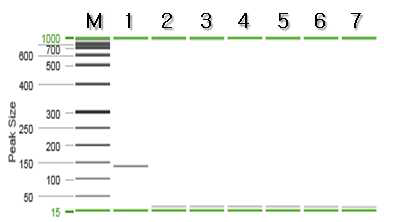 큰징거미새우 특이 프라이머를 이용한 PCR 결과.