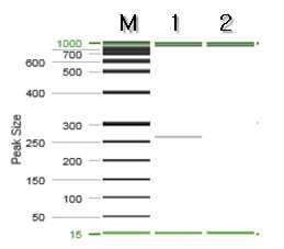 초석잠 특이 프라이머를 이용한 PCR 결과.