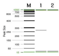 택란 특이 프라이머를 이용한 PCR 결과.