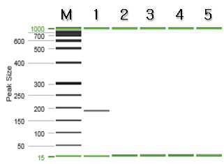 산자나무 특이 프라이머를 이용한 PCR 결과.