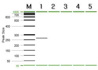 어성초 특이 프라이머를 이용한 PCR 결과.