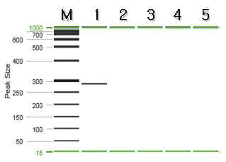 삼백초 특이 프라이머를 이용한 PCR 결과.