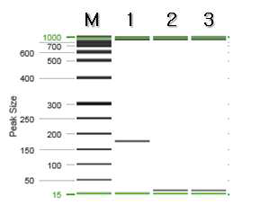 함초 특이 프라이머를 이용한 PCR 결과.