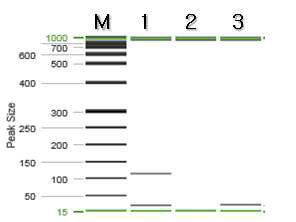 칠면초 특이 프라이머를 이용한 PCR 결과.
