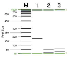가시오가피 특이 프라이머를 이용한 PCR 결과.