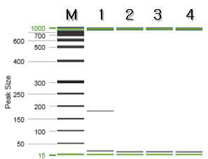 엄나무 특이 프라이머를 이용한 PCR 결과.